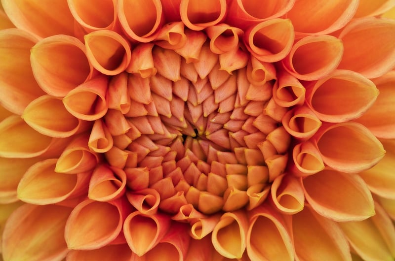 Blossom Patterns