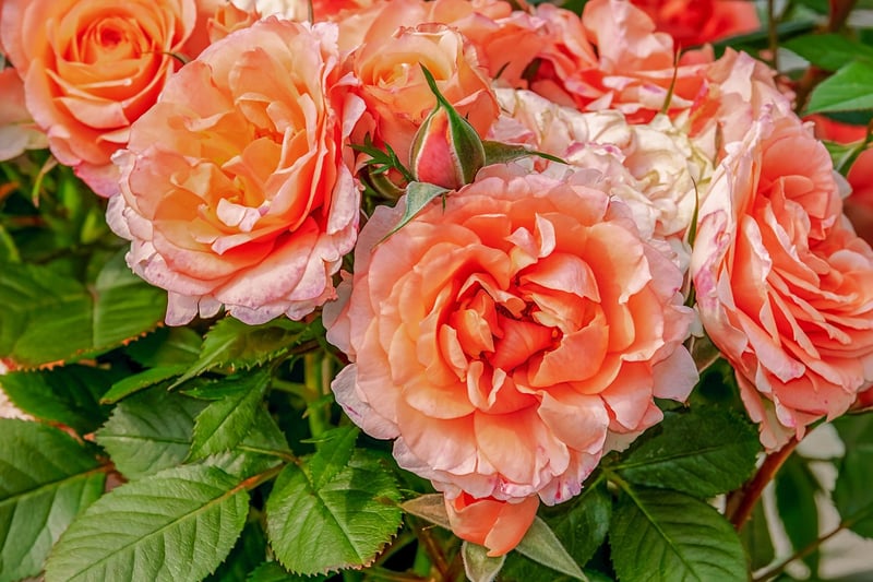 Petals and Blooms