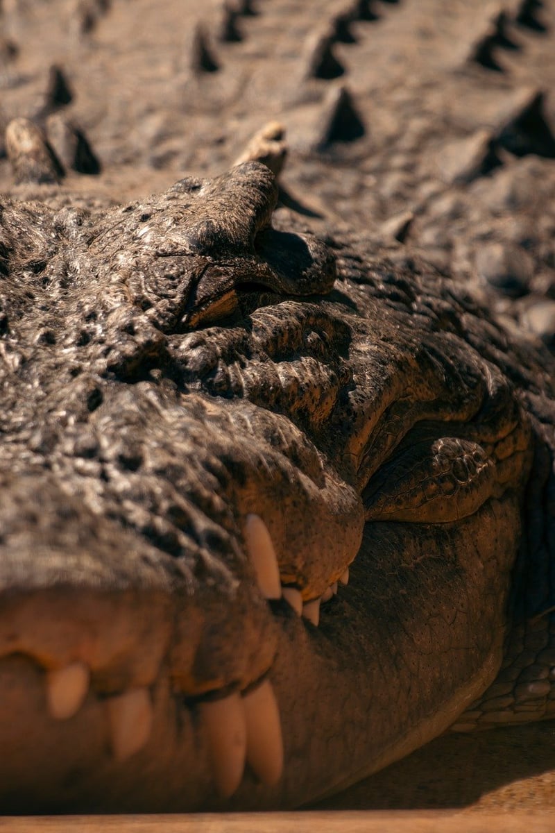 Wildlife Patterns