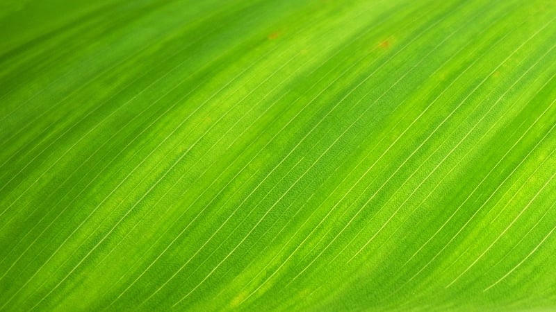 Eco-Friendly Environment